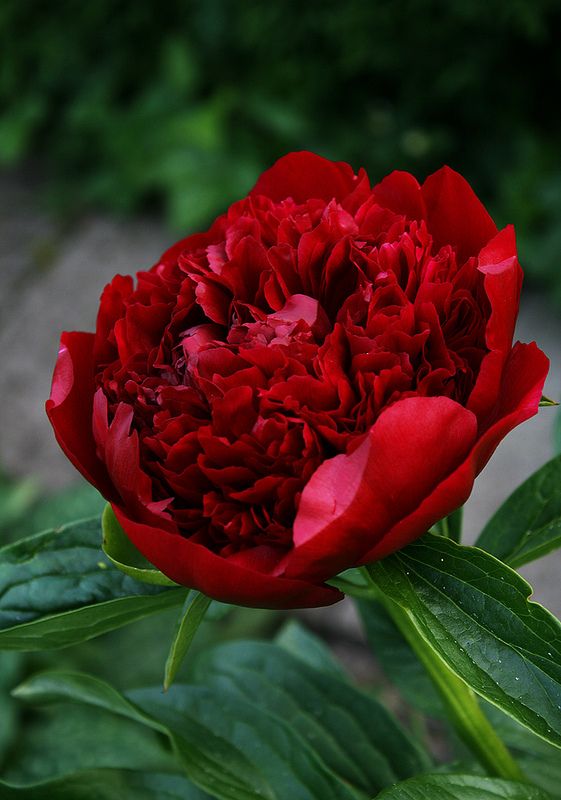Bijūnas „Red Charm“ - Image 2