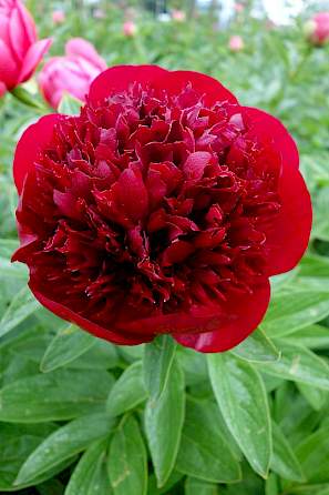 Bijūnas „Red Charm“ - Image 3