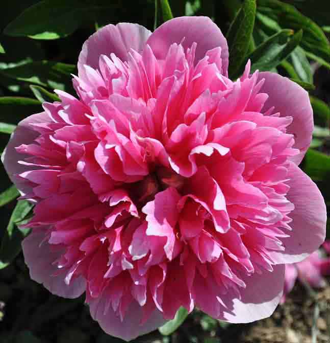 Vaistinis Bijūnas „Rosea Plena“