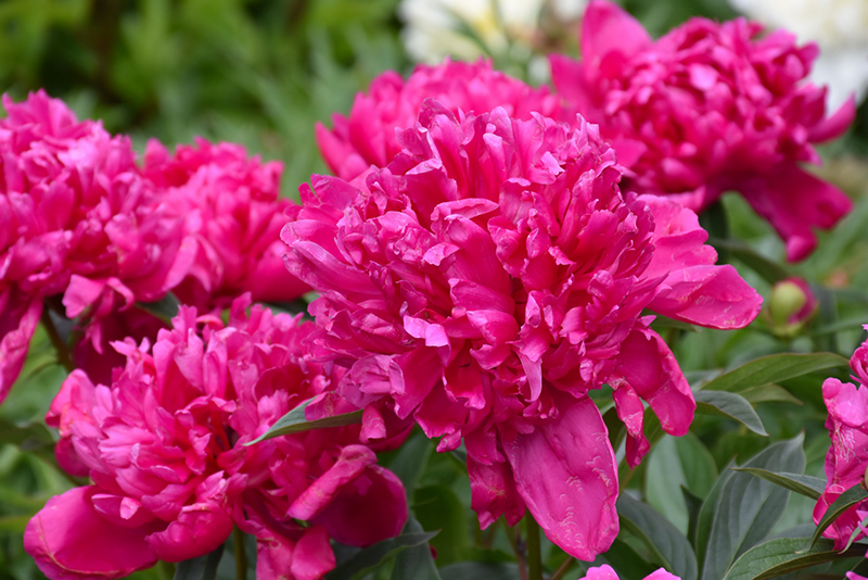 Vaistinis Bijūnas „Rosea Plena“ - Image 2