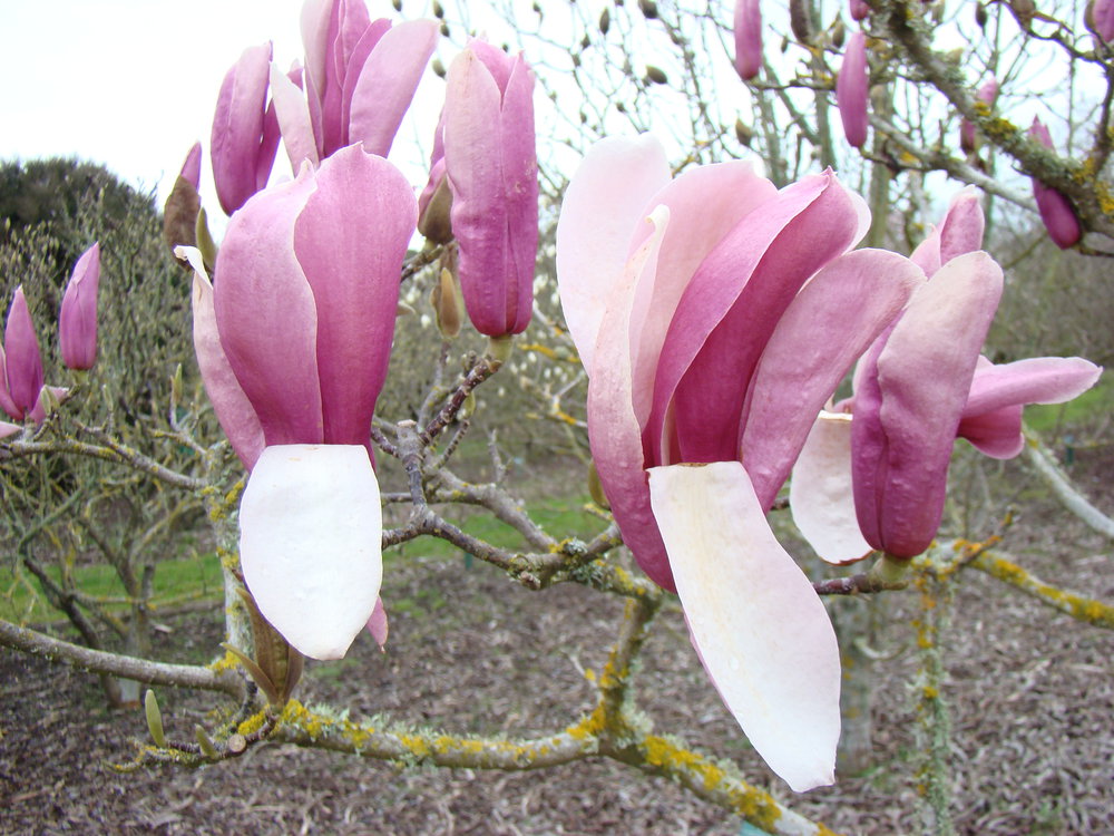 Magnolija „Royal Crown“ - Image 2