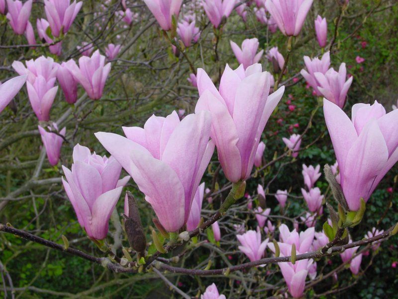 Magnolija „Royal Crown“ - Image 3