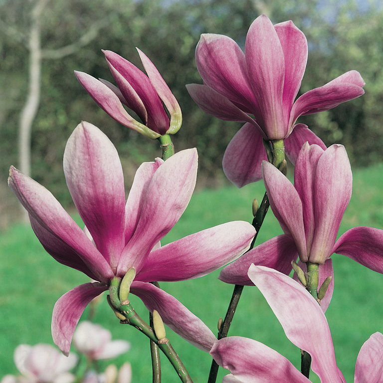 Magnolija „Royal Purple“ - Image 2