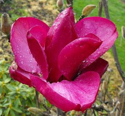 Magnolija „Royal Purple“