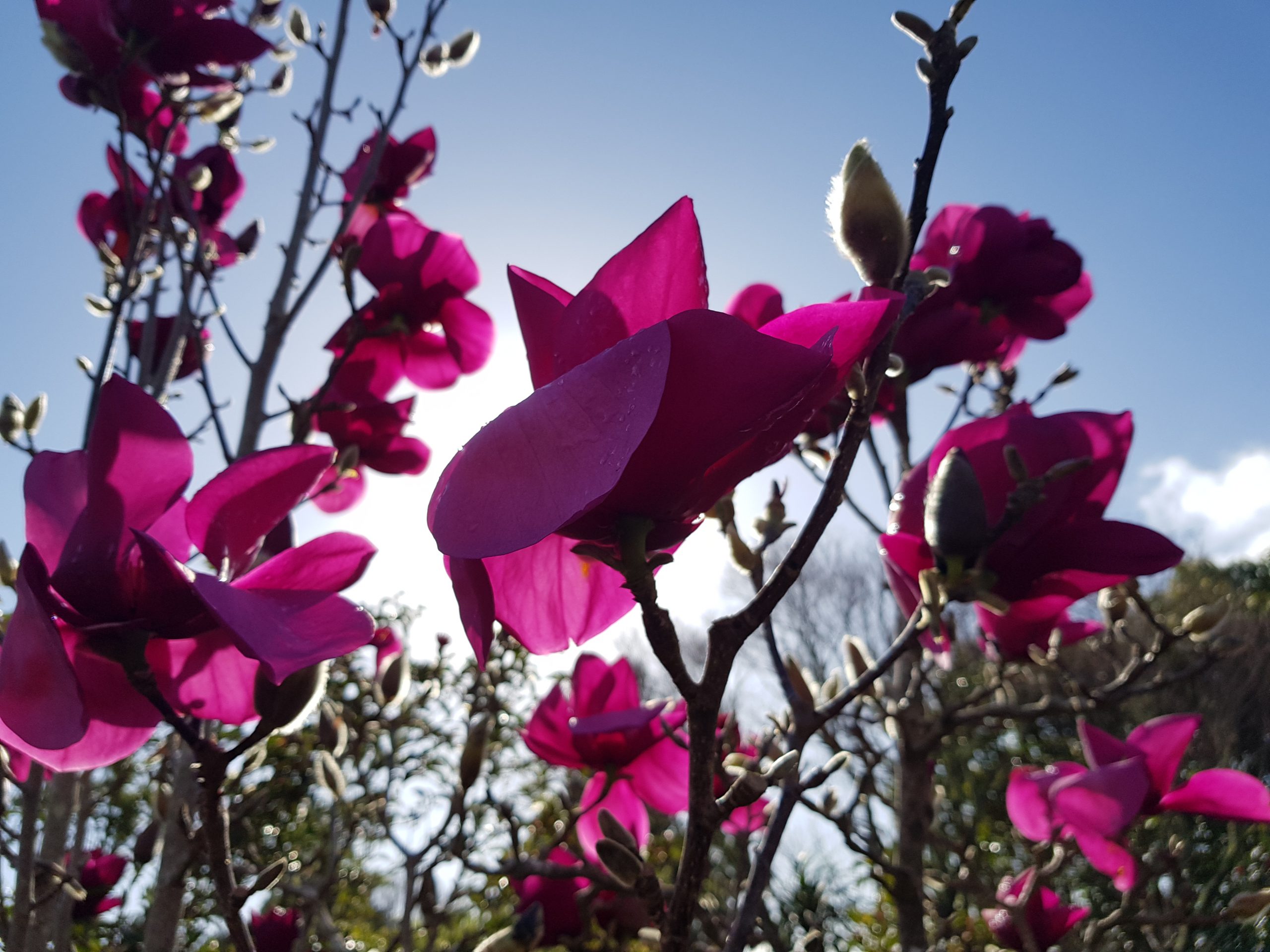 Magnolija „Royal Purple“ - Image 3