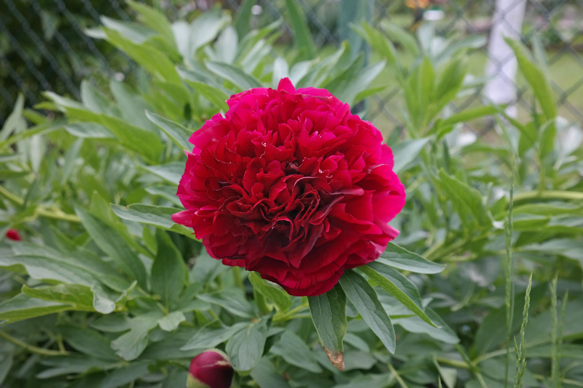 Vaistinis Bijūnas „Rubra Plena“
