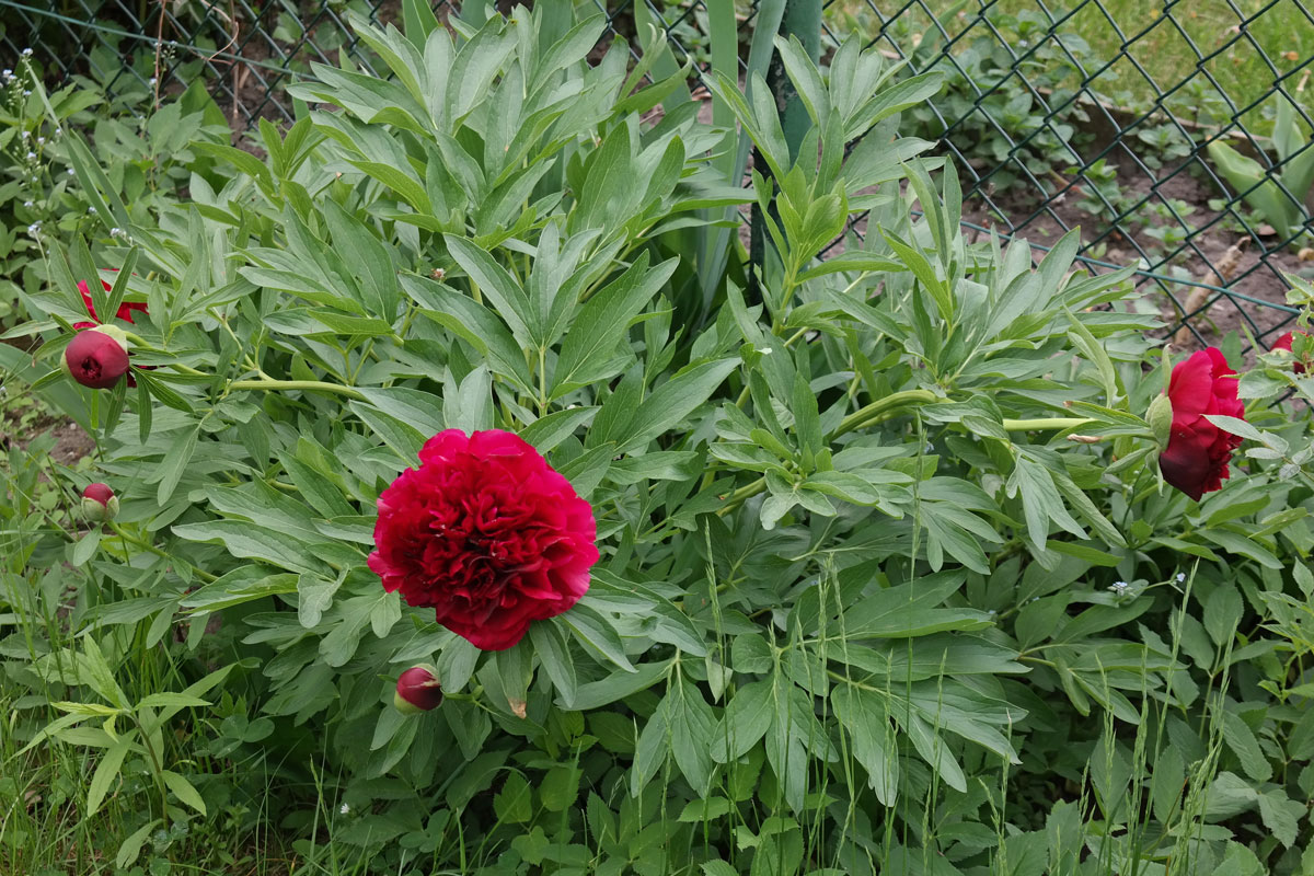 Vaistinis Bijūnas „Rubra Plena“ - Image 2