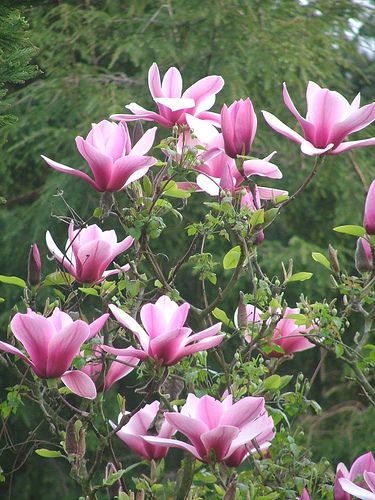 Magnolija „Serene“ - Image 2