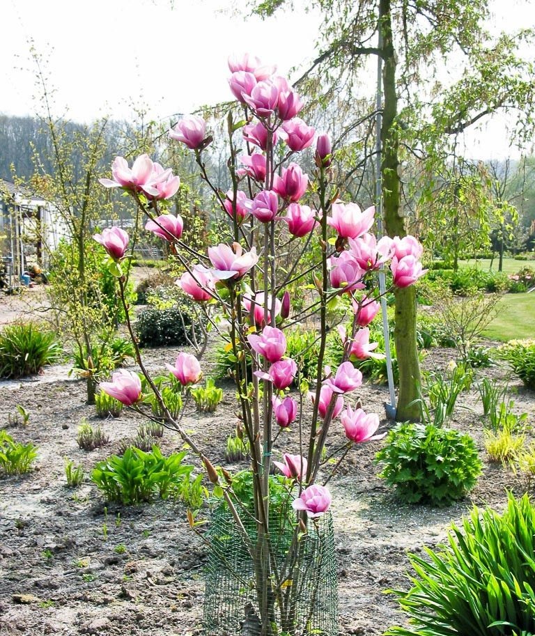 Magnolija „Serene“ - Image 3