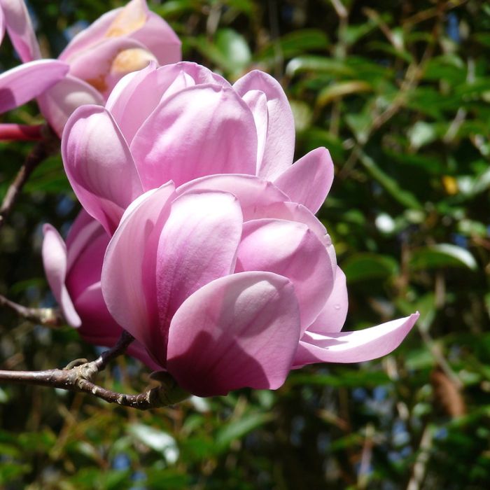 Magnolija „Serene“