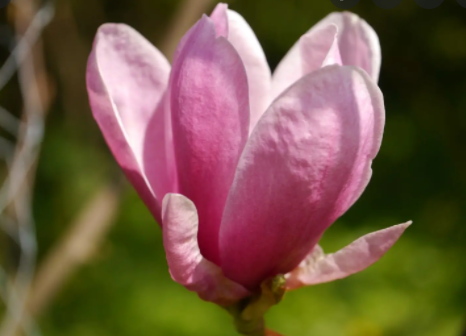 Magnolija „Shirazz“