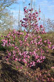 Magnolija „Shirazz“ - Image 3