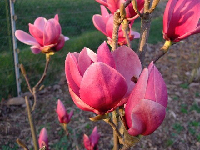 Magnolija „Shirazz“ - Image 2