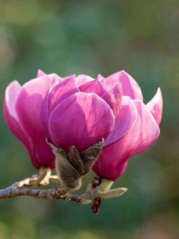 Magnolija „Theodora“ - Image 2
