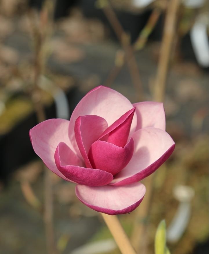 Magnolija „Theodora“