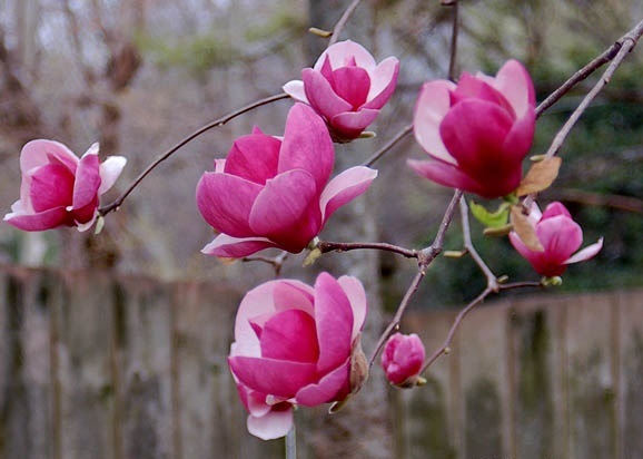 Magnolija „Theodora“ - Image 3