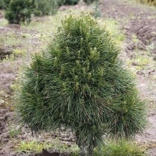 Juodoji pušis „Globosa Viridis“ - Image 3