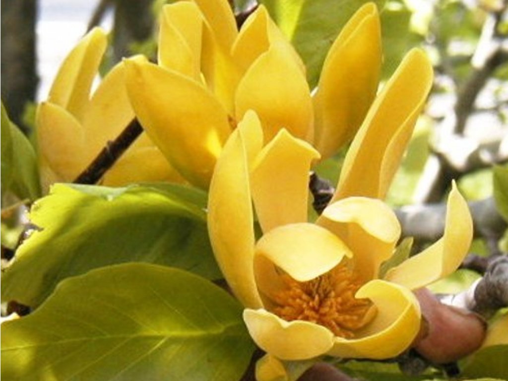 Magnolija „Illni Gold“