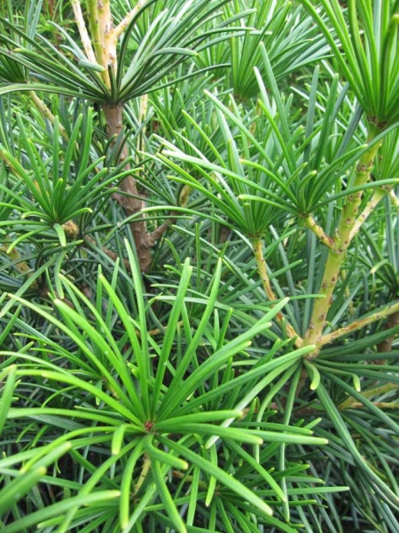 Mentūrinis skėtkėnis „Big Green“ - Image 3