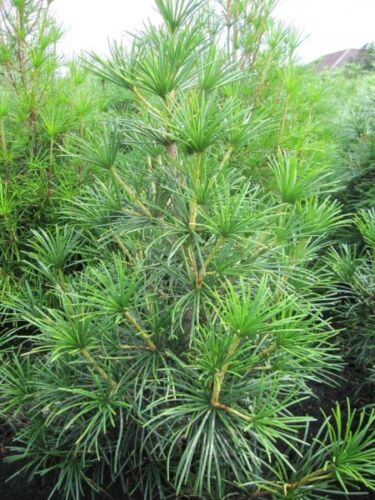 Mentūrinis skėtkėnis „Big Green“ - Image 2