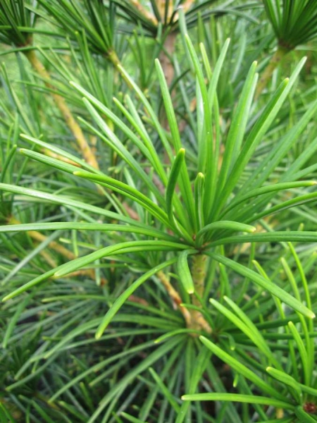 Mentūrinis skėtkėnis „Big Green“