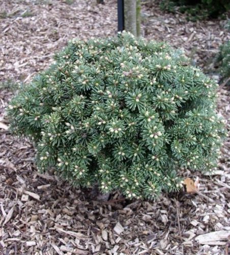 Korėjinis kėnis „Blauer Eskimo“ - Image 3