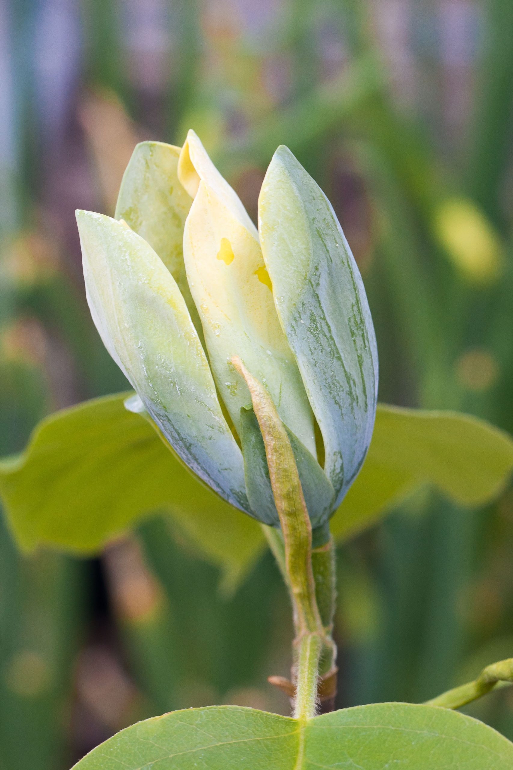 Magnolija „Blue Opal“ - Image 3
