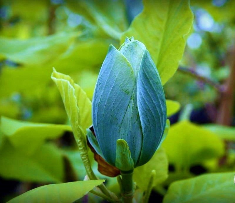 Magnolija „Blue Opal“