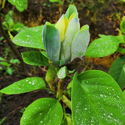Magnolija „Blue Opal“ - Image 2