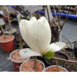 Magnolija „Crystal Tulip“ - Image 2