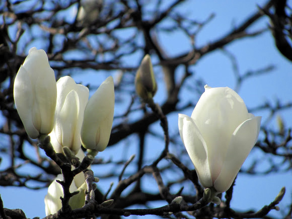 Magnolija „Crystal Tulip“ - Image 3