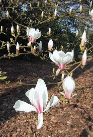 Magnolija „Eskimo“ - Image 2