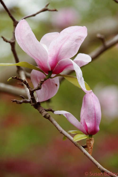 Magnolija „Eskimo“ - Image 3