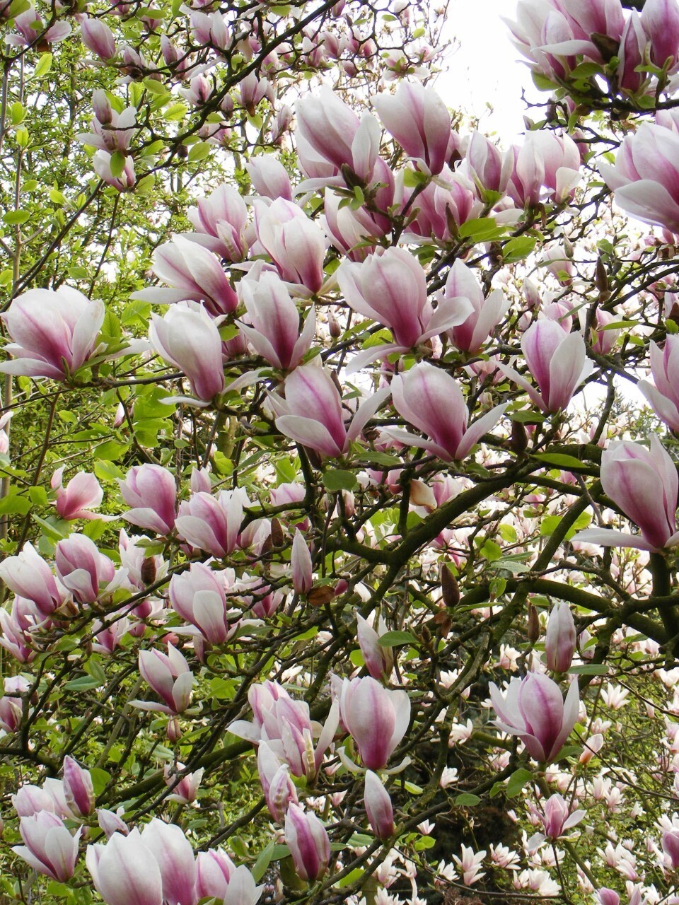 Magnolija „Eternal Flames“ - Image 3