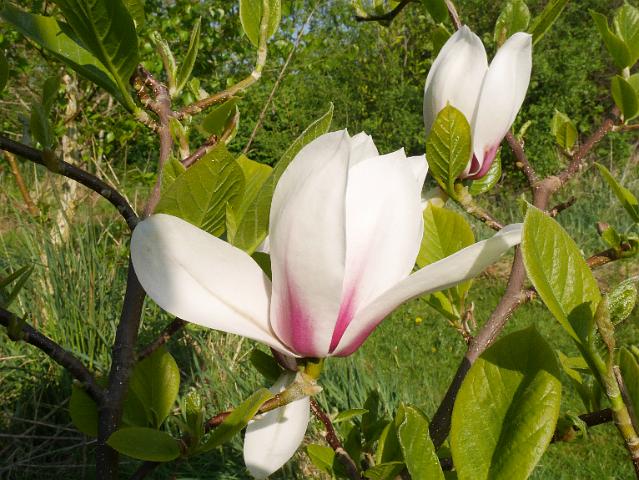 Magnolija „Eternal Flames“ - Image 2
