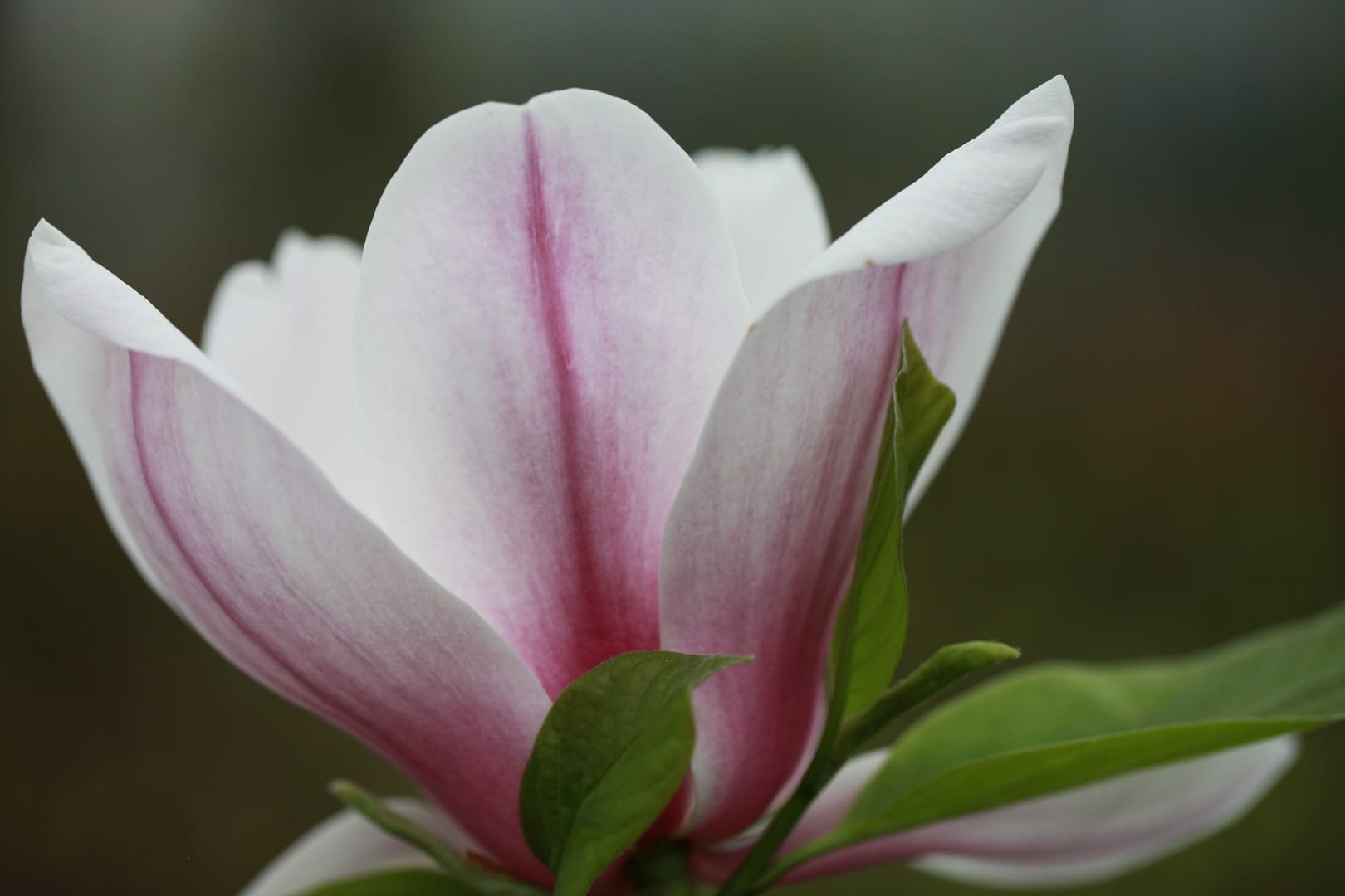 Magnolija „Eternal Flames“