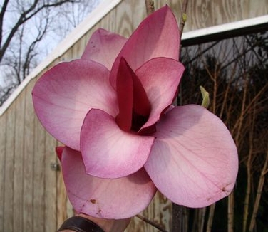 Magnolija „Frank's Masterpiece“