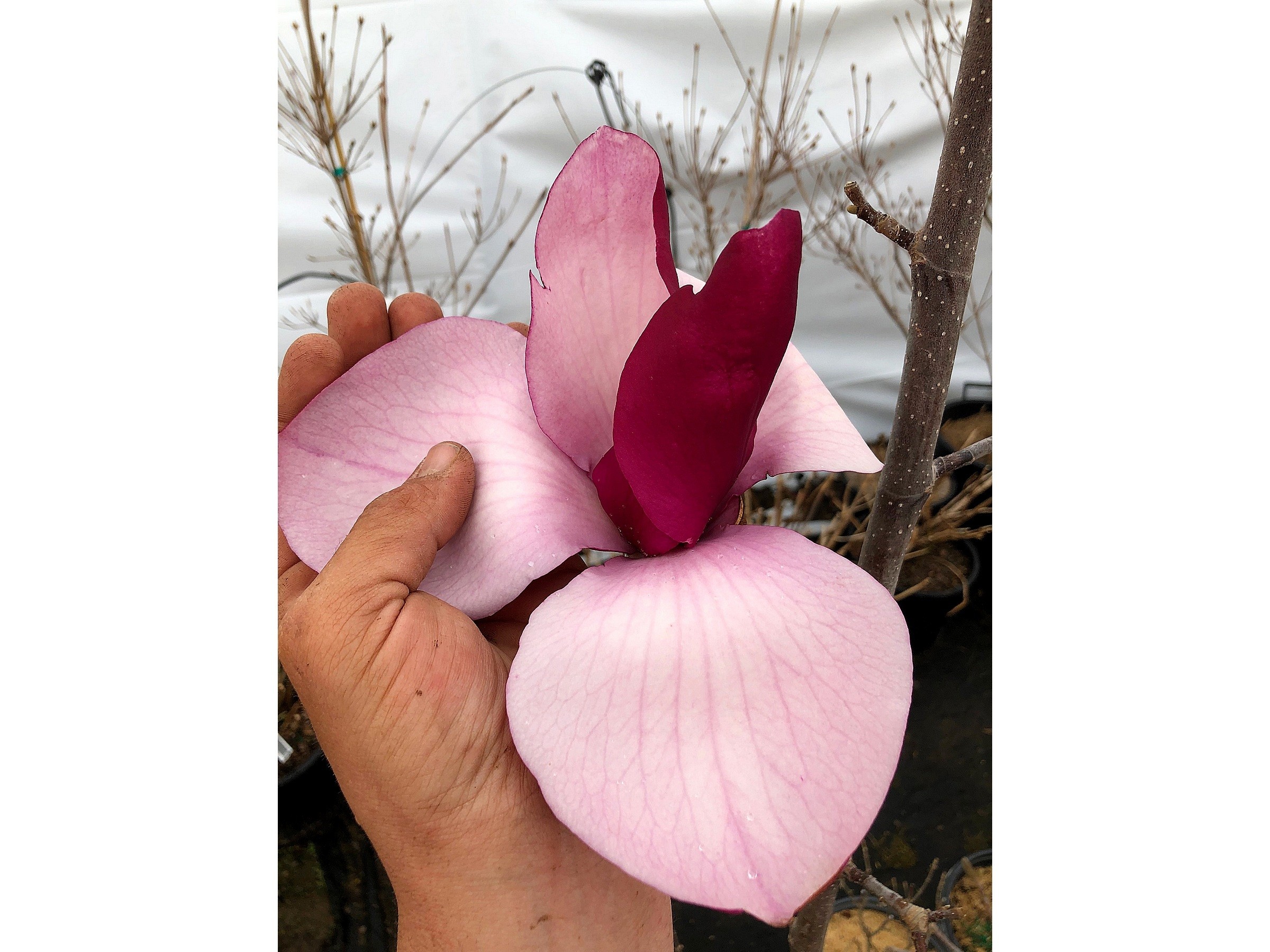 Magnolija „Frank's Masterpiece“ - Image 3