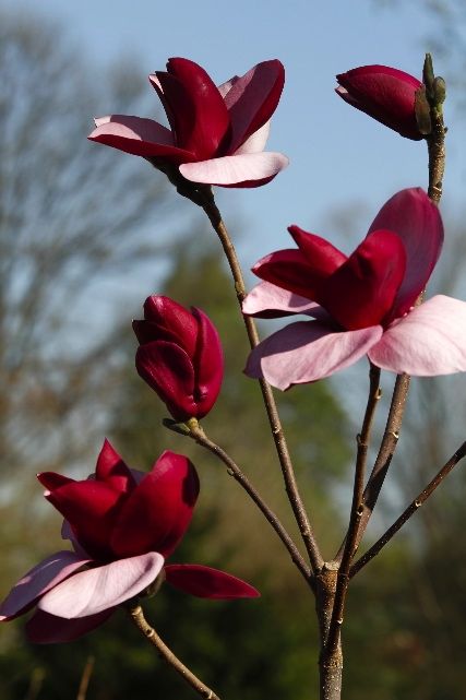 Magnolija „Frank's Masterpiece“ - Image 2