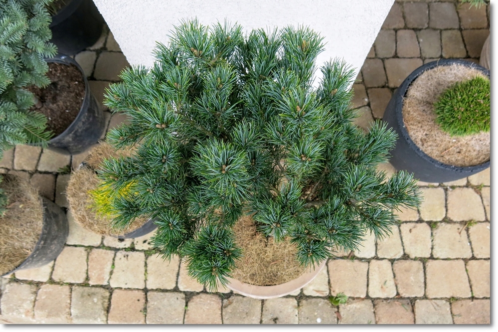 Smulkiažiedė pušis „Goldschmied“ - Image 2