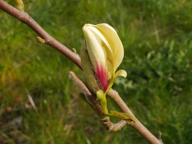 Magnolija „Green Diamond“ - Image 2