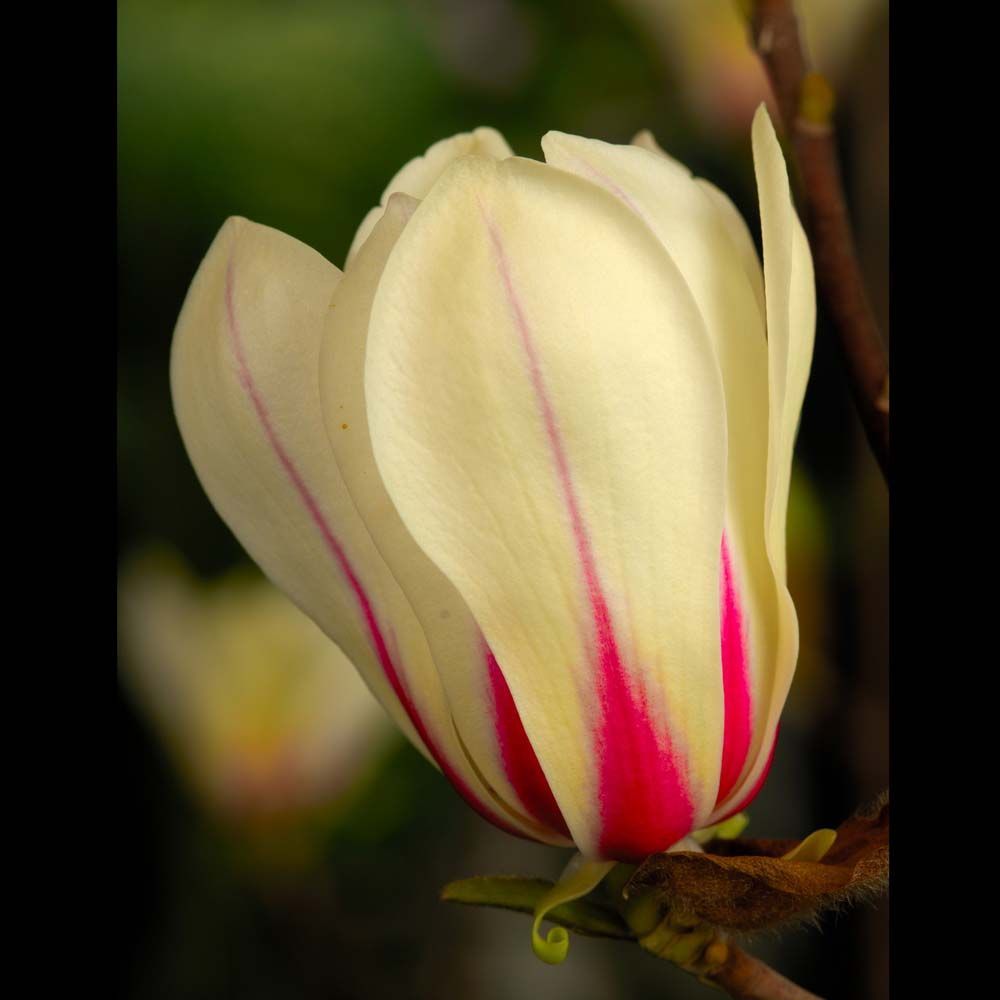Magnolija „Green Diamond“
