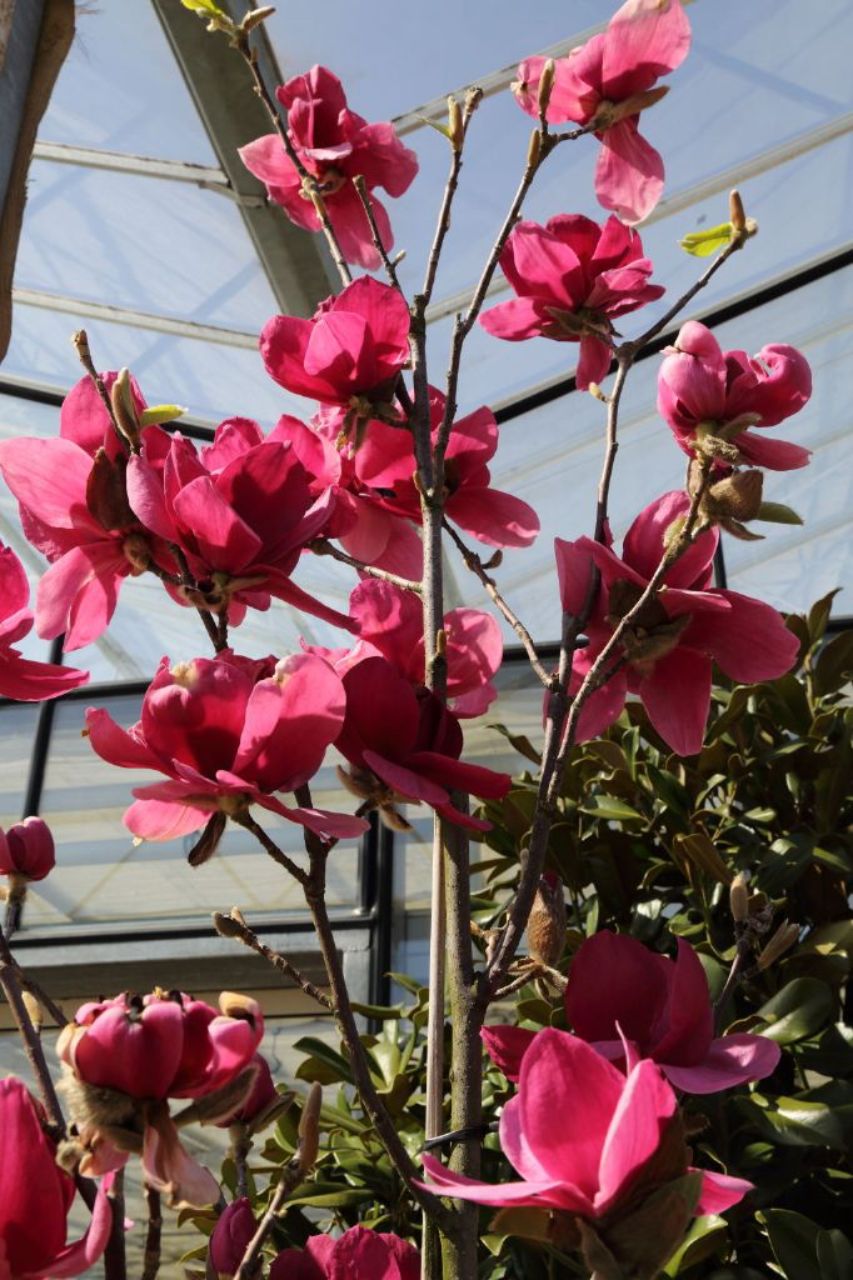 Magnolija „Ian's Red“ - Image 3