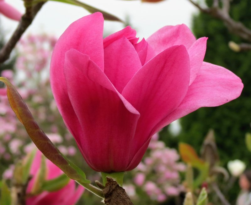 Magnolija „Ian's Red“