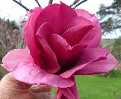 Magnolija „Ian's Red“ - Image 2