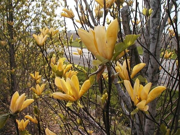 Magnolija „Illni Gold“ - Image 2