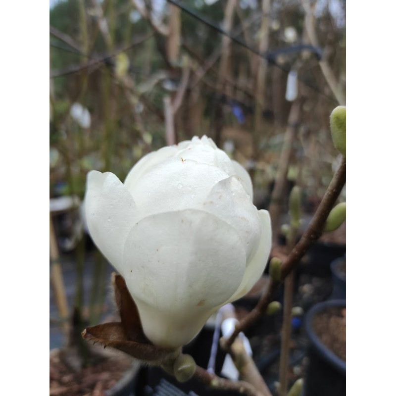 Magnolija „Crystal Tulip“