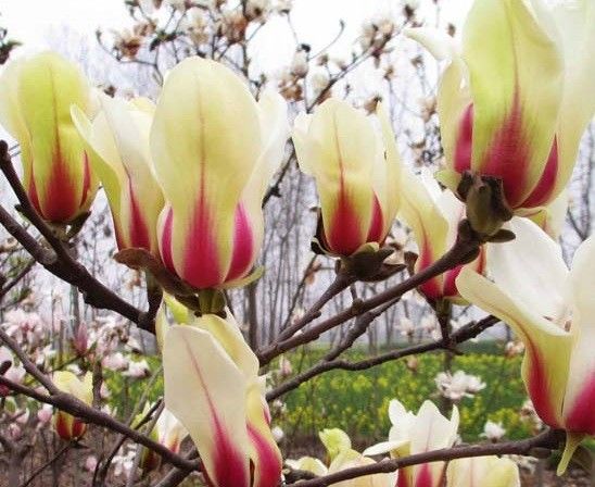 Magnolija „Green Diamond“ - Image 3
