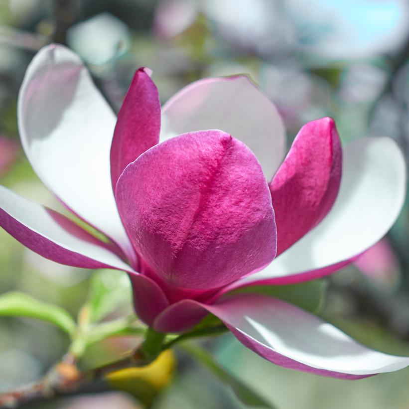 Magnolija „March Till Frost“