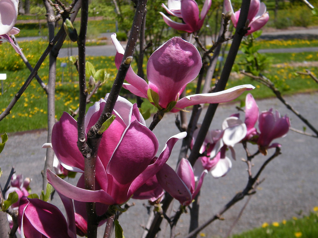Magnolija „March Till Frost“ - Image 3